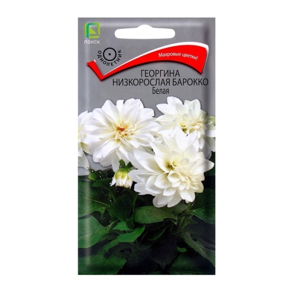 Георгина Борокко белая 0,1гр Поиск