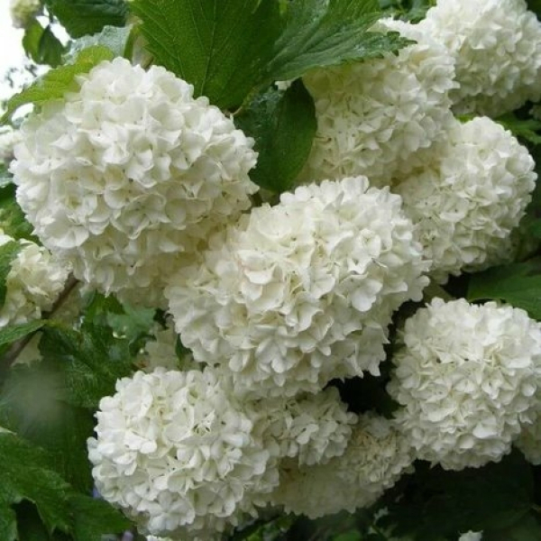 Калина Розеум Р9 СдС
