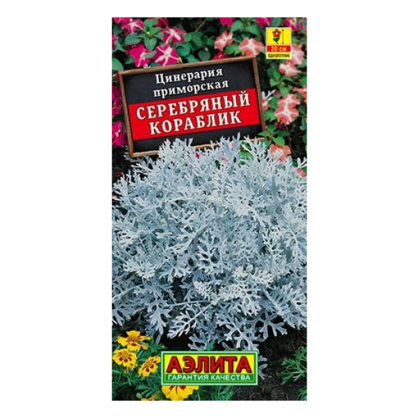 Цинерария Серебряный кораблик (Аэлита)