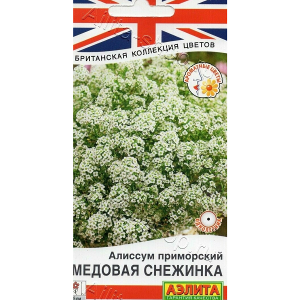 Алиссум Медовая снежинка Аэлита
