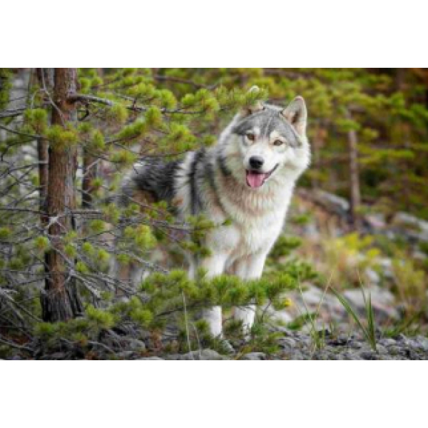 Карпет Принт 402/PA/11 0,8*1,5 м