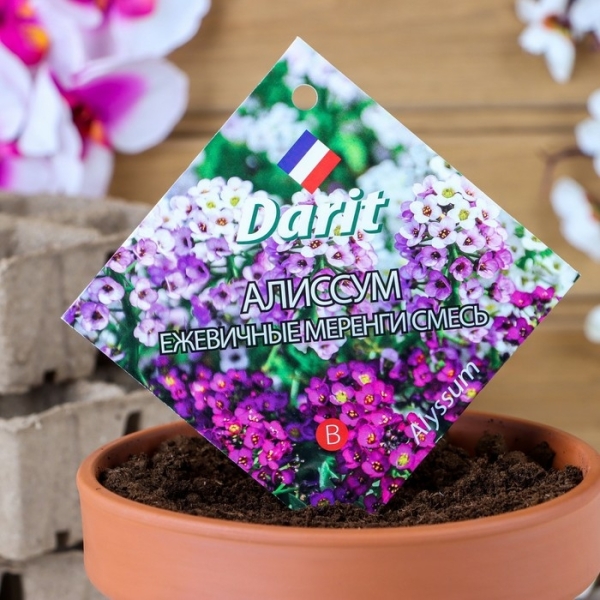 Алиссум Ежевичные меренги 0,2гр Агроуспех