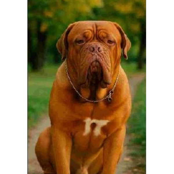 Карпет Принт 554/PA/71 0,8*1,5 м.